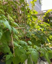 Au détour d'un jardin image 5