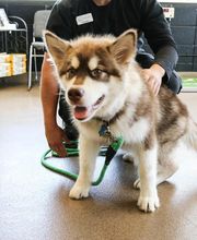 AniMed Animal Hospital image 16