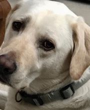 Lashley Animal Hospital image 1