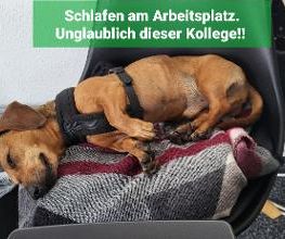 Ein Bild von einem Hund, der auf einem Stuhl schläft. Darüber der Schriftzug: Schlafen am Arbeitsplatz. Unglaublich dieser Kollege!