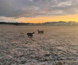 Super Hundeurlaub Bild 3