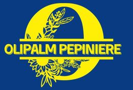 Olipalm pépiniére