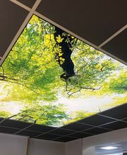 Spanndecke Motiv Wald