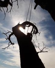 Spycher Baumpflege GmbH Bild 19