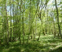 La Forestière image 1