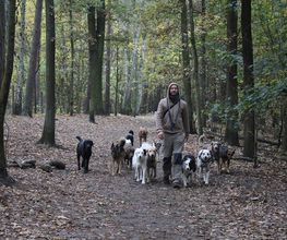 Hunde-Mobil Berlin Bild 1