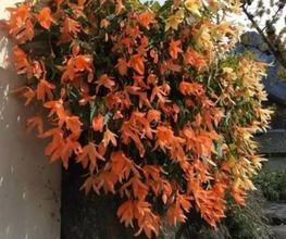 Blumen Hirt Bild 7