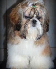 Sandrine Le Rest image 15