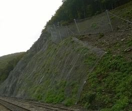 Tetra image 17