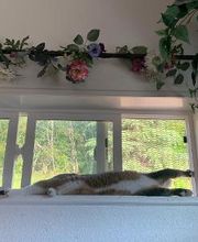 The Country Inn For Cats image 13