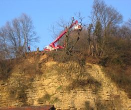 Baumpflege