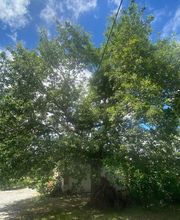 En Vie...d'Arbres image 6