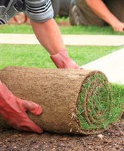 Pépinières Koenig image 1