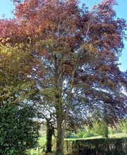 Baudin Parcs et Jardins image 3