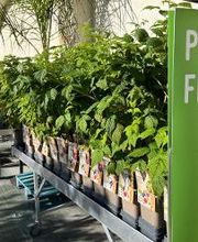 Petits fruitiers de saison