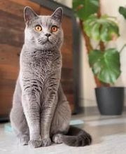 Maggy's Mobiler Katzenservice Unna Bild 5
