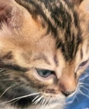 Chatterie Panthera du Maquis image 7