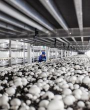 Gallery Professionale