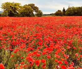 Provence by Flore image 17