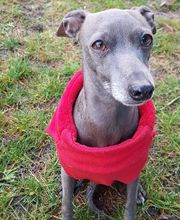 Keep Cool Dog image 6