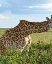 Go'n joy Africa Bild 2