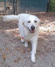 Brentwood Animal Campus image 18