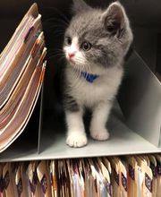 Ormond Beach Family Vet image 8