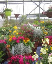 PEPINIERE DE BEL'AIR image 5