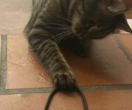 Pet-Relax Bild 8
