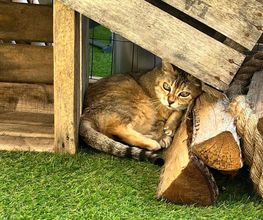 Hotel-cats.com image 9