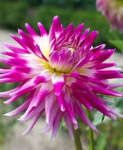 Díaz Floristas imagen 13