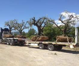 Borgna & Fils - TRANSPORTS image 18