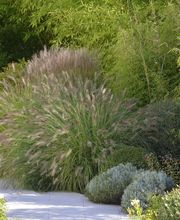 Jardins Intemporels image 11