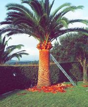 Bechelli Paysages image 9