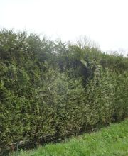 Espace Vert Mc image 14