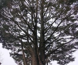 V-nature image 13
