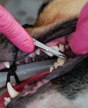 Tierarztpraxis Rohner AG Bild 14