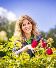 Blumen-Risse Gärtnerin pflegt in der Baumschulabteilung Rosen im Blumenmarkt Lüdinghausen.