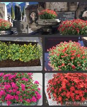 Bolli Domenico Sagl Bild 4