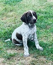 Hundeschule Pirschgang Bild 4