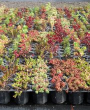 Staudengärtnerei David Müller Bild 20