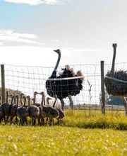 unsere ehemalige Straußenfarm