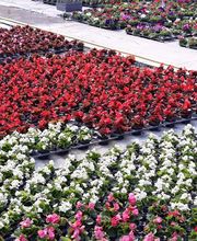 Chazalet Plants image 4