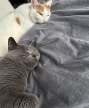 Maggy's Mobiler Katzenservice Unna Bild 4