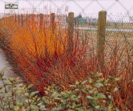 Oisejardin image 3
