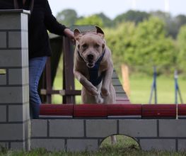 RolfsRudel Hundeschule / Rolf Matar Bild 9