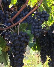 Château Bouffevent SCEA image 11