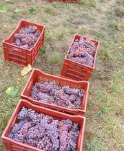 Le Vignoble de Montépilloy image 1