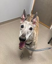 Nicholasville Road Animal Hospital image 15