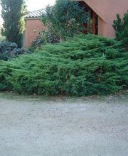 Arbroservice image 9